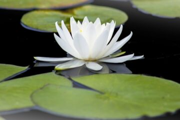 與身體和諧相處